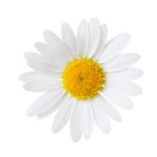 german chamomile ingredient
